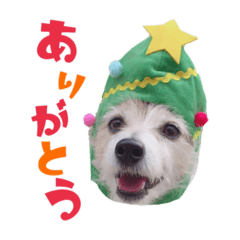 【ラッセル】はませ家あにまるズ