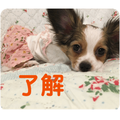 パピヨンのスタンプ リンちゃん