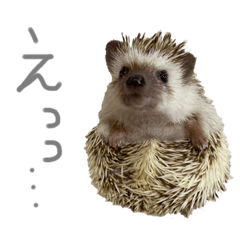 チビハリのコメント