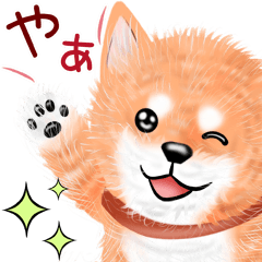 柴犬のぬいぐるみ 初夏から夏