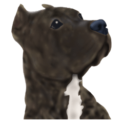 ピット エス 5th ver.