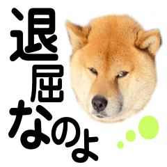 柴犬のぱんくんだワン！