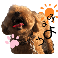 トイプードルのToiくん