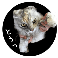 ゆけ！ゼロワンみーちゃん