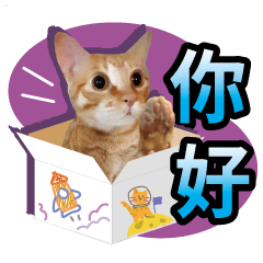 Orange cat(mix) stand by me