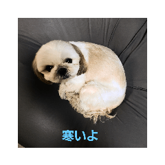 シーズーめろんの日常生活#2