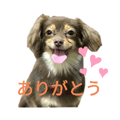 可愛いはなの日常スタンプ