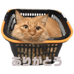 猫のへやenjoy キーちゃん