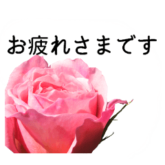 暮らしに花を♪バラ(お仕事)