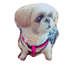 我が家のシーズーの日常