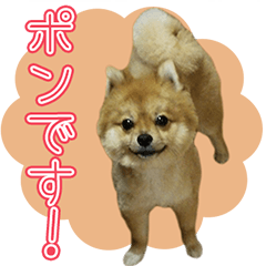 ポメチワのポン