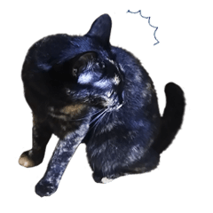 ぶちゃいく柄の猫ちゃん