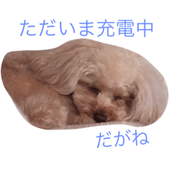 名古屋弁のcoopoco