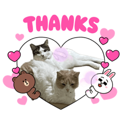 tocco/special⑤/猫/レオ/カイ/