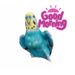 セキセイインコ挨拶