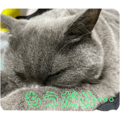 ブリティッシュみんくん