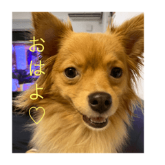 愛犬 うみちゃん スタンプ