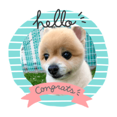 ポメラニアン　ももちゃん