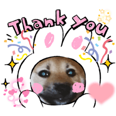 わんこの 日常☆