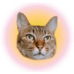 よーやが居る生活