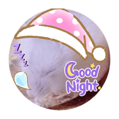 可愛いしらたまくんの日常