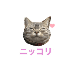 アメショのうにとまる