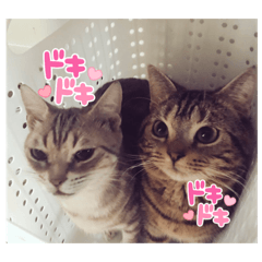 あずきとらん丸