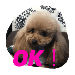 うちのプーちゃんズです！