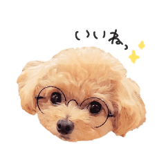 チワプーのロア♥①