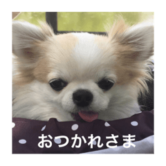 チワワ兄妹にこにこ