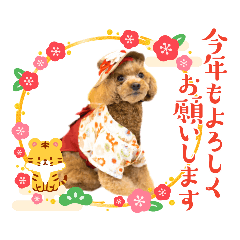 プードルのお正月