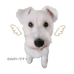 シュナプー犬のブランくん