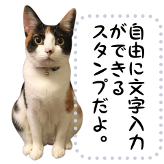 三毛猫と白黒猫のメッセージスタンプ