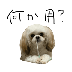 イッヌとてきとうもじ