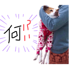 カメラ嫌いの犬!✌︎