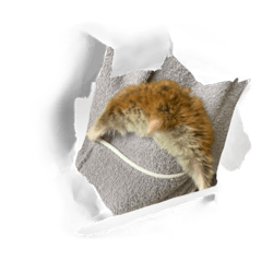 ハムスターのむぎちゃんだよ〜