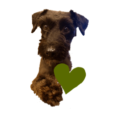 ぼくシュヴァルツだよ