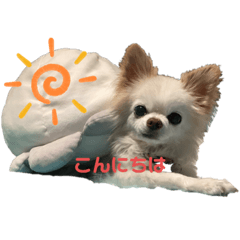 チワワ　僕のまいにち