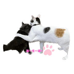 ビビとジェニの日常