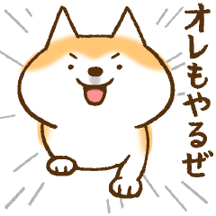 柴ちん8 柴犬とがんばろう