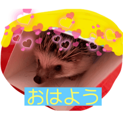 ハリネズミの小毬ちゃん①