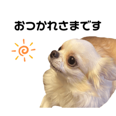 チワワ日常すたんぷ