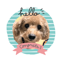 トイプードルのチョコモカココ