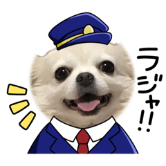 佐藤家チワワーず