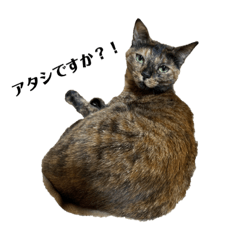 アタシですか？！