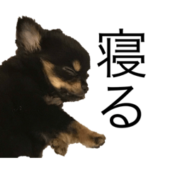 くんくんれおくん