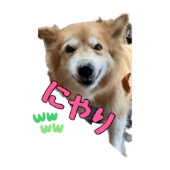 ポン吉の日常スタンプ