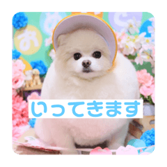ポメラニアンのりくちゃん