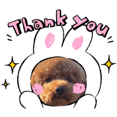 うちのわんこ   ✌️