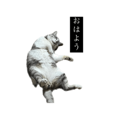 僕 ととろ って言います。